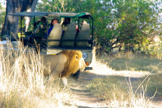Lion in moremi game reserve, botswana, africa