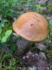 Estonian Fungi, Lichen etc 