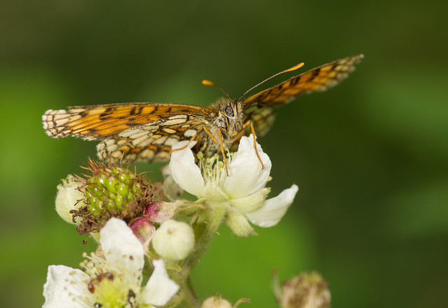 heath fritillary butterfly on bramble flower