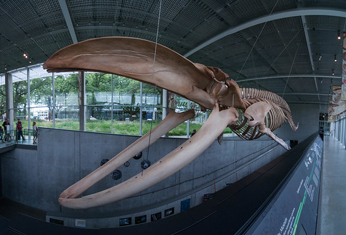 Beaty Museum of Biodiversity - Blue Whale skeleton
