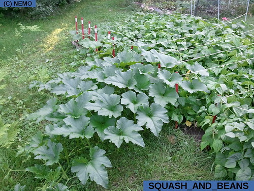squash_and_beans