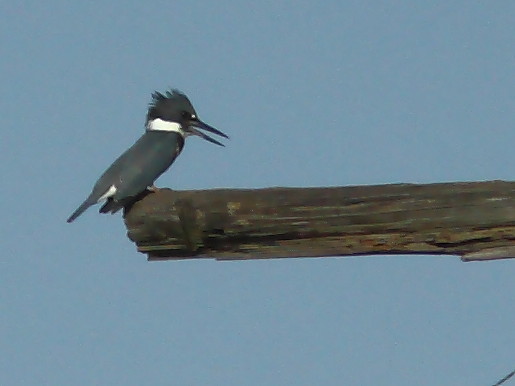 Belted Kingfisher first of season 20120731
