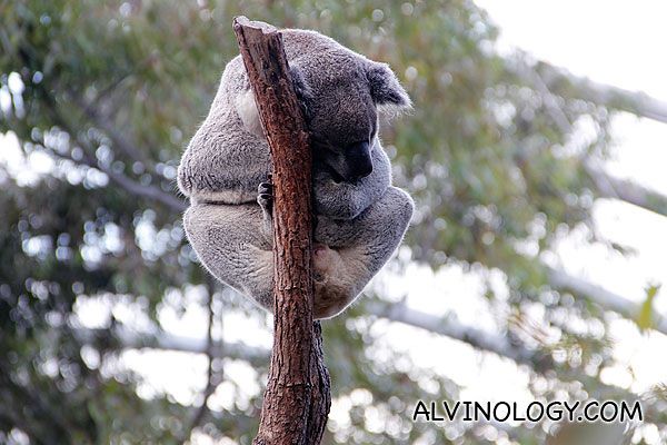 Tranquil sleeping koala 