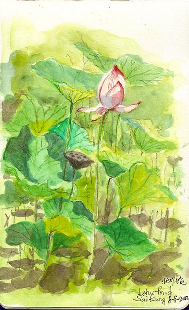 Live Sketch of Lotus in Sai Kung 西貢荷花池