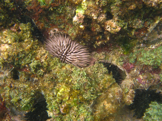 sea urchin underwater.