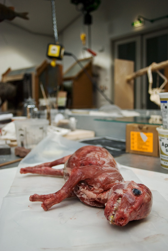 This piglet was freshly skinned and being prepared for use in a display.