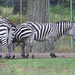 Zebra_003 posted by *Ice Princess* to Flickr