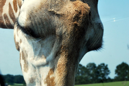 Safari - giraffe eyelashes