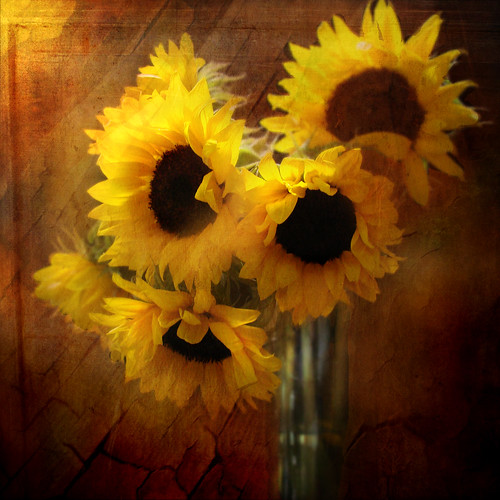 Sunflower Still life by Jeanturnercain