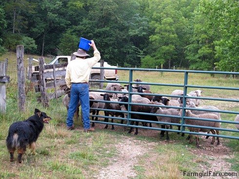 (5) Using the old 'hide the treat bucket on the head' trick to get past the sheep - FarmgirlFare.com