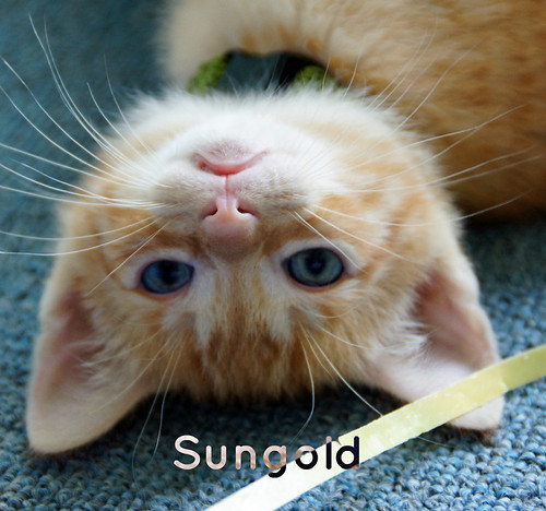 Sungold