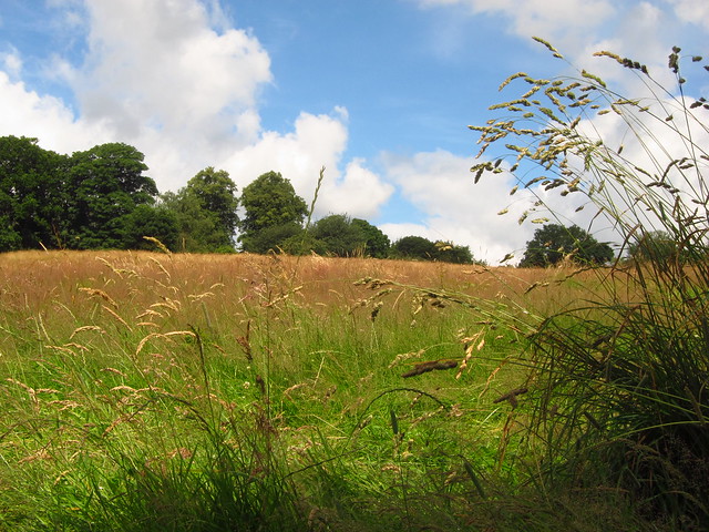 Upper Cohen's Field, Hampstead Heath