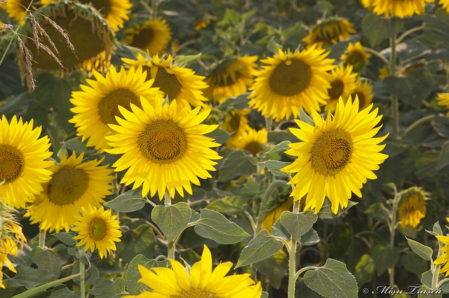 Floarea soarelui / sunflower