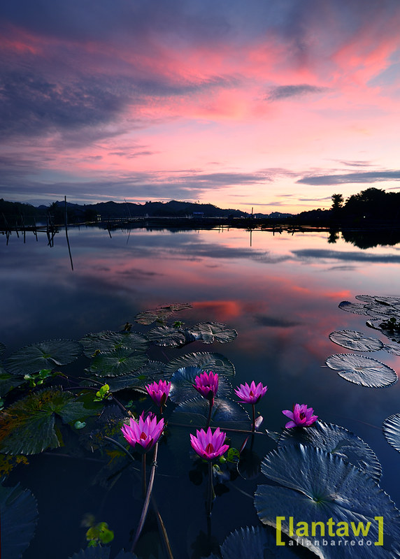 Lotus Blooms at Sunrise in Lake Sebu