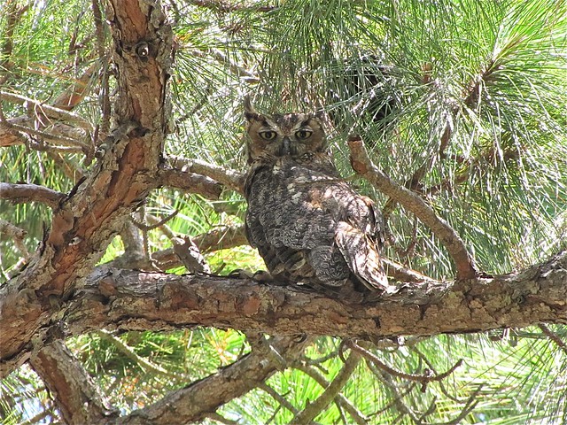 Great Horned Owl at Honeymoon Island State Park in Pinellas County, FL 04