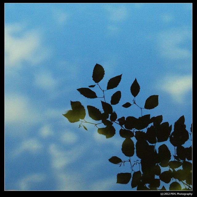 Leafy Reflection
