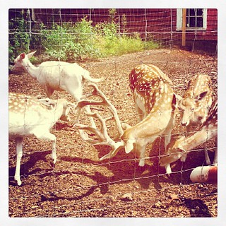 #deer at Smolak Farm