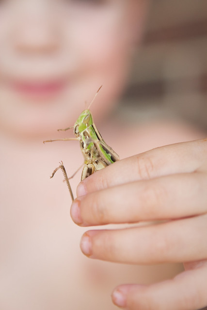 grasshoppers_4