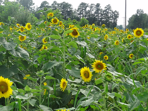 Sunflowers August 10, 2012 (1)
