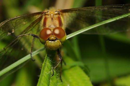 Common Darter 3 by Andy Pritchard - Barrowford