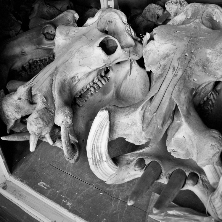 Some of the biggest skulls in the collection are the hippo skulls. There are a lot of them too.