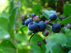 Blue Huckleberries