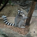RingTailedLemur_004 posted by *Ice Princess* to Flickr