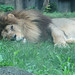 Lions_050 posted by *Ice Princess* to Flickr