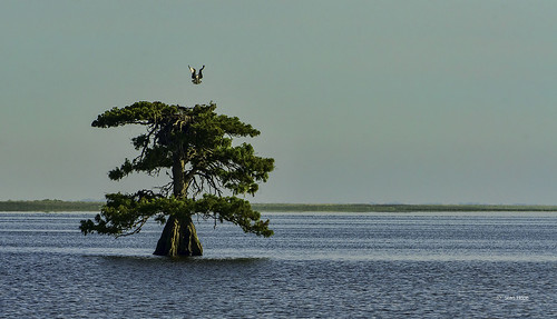 Lake Istokpoga - Cypress Tree