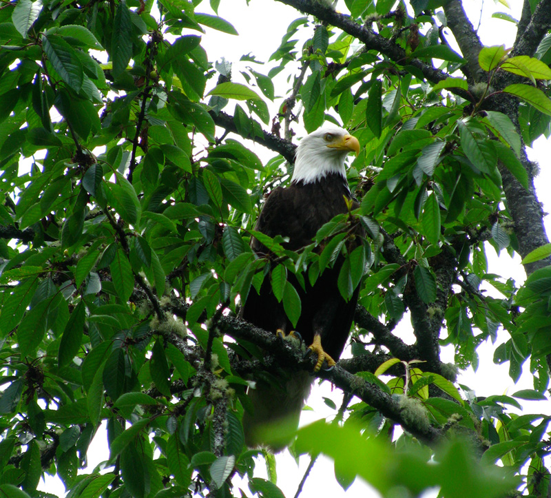 Eagle in Cherry Tree