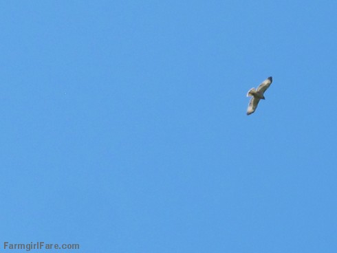 (19-17) Hawk circling overhead - FarmgirlFare.com
