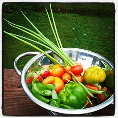 Today's little harvest of grape tomatoes, container tomatoes, green onion, basil, string beans and bell peppers. #containergarden #igrewit #deck #summer #salad #yumo #food #sodelicious #justpicked