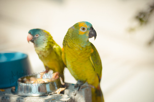 A pair of parrots