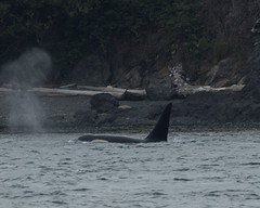 2012-08-06 Whale Watching