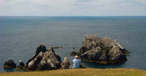 Watching the Alderney Gannet Colony