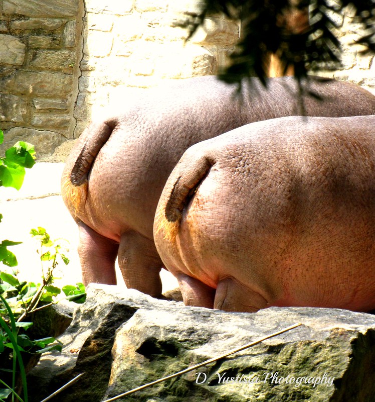 Hippo Butts