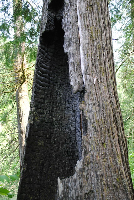 an old-growth tree hollowed out and charred from the 2003 forest fire