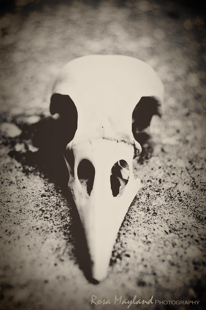 Seagul skull 1 10 bis