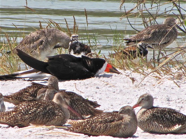 Black Skimmer, Marbled Godwit, Willet, and Ruddy Turnstone at Fort DeSoto in Pinellas County, FL