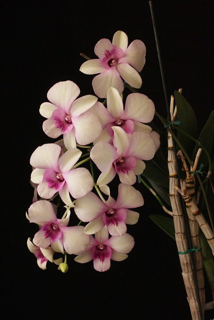 D. phalaenopsis