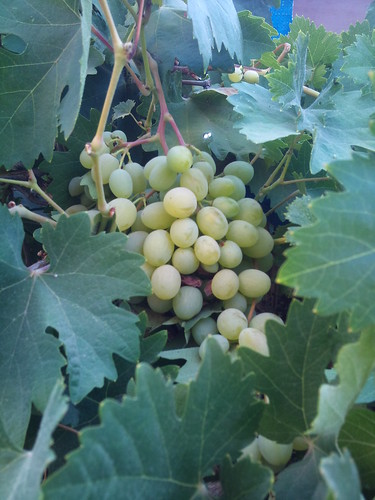 Grapes in the neighborhood