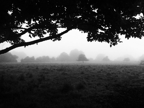 Morning Fog Emerging From Trees - 無料写真検索fotoq