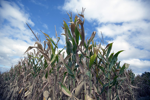 photo of withered corn in a field