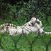 Tigers_010 posted by *Ice Princess* to Flickr