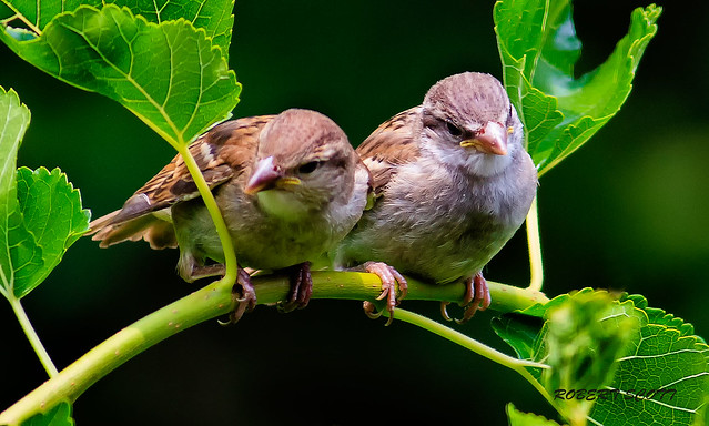 The Twins - Two Juvenile Houses Sparrows