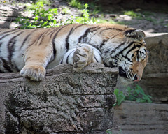 2012 Pittsburgh Zoo