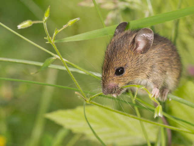 wood mouse in grass 3