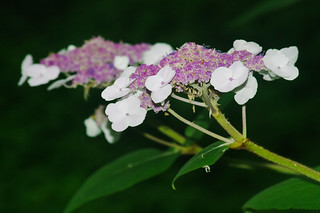 Unidentified flowering
plant