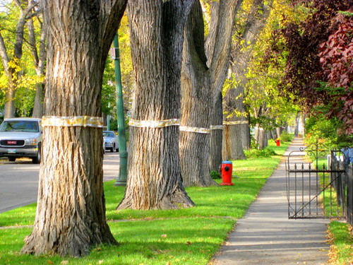 street trees in Winnipeg (by: Leah100, creative commons)