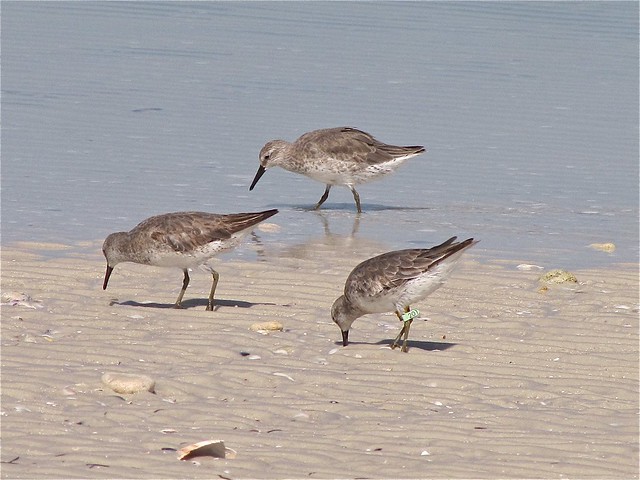 Red Knot at Honeymoon Island State Park in Pinellas County, FL 02
